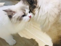 -momokira米努特·德文卷毛猫·棉花面纱犬