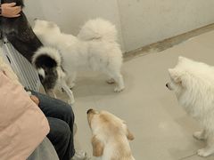 -共舞时光猫咖·狗咖(新街口店)