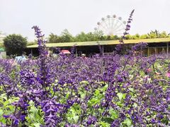 -广东花都香草世界旅游度假区