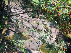 -花岩国家森林公园