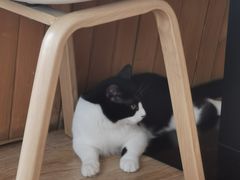 -猫的茶·猫咖