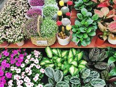 -三圣花乡旅游区