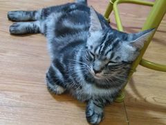 -李小姐の猫咖啡馆(五角场店)