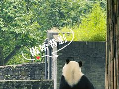 -都江堰中华大熊猫苑