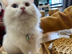 -楼上猫咖(罗湖店)