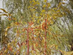 -天津东丽湖风景区