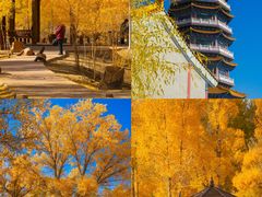 -金塔沙漠胡杨林景区