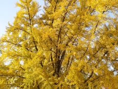 -三里屯东五街银杏大道