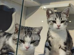 -萌兽医馆·眼科·异宠专科(三里屯店)