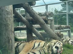 -西霞口神雕山野生动物世界