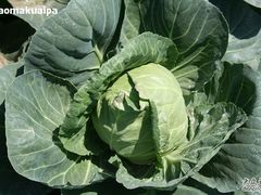 卷心菜-意大利农场度假村