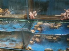 -潮庭·大连海鲜·炭火烧烤·扇贝王(大连店)