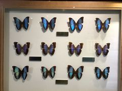 -上海昆虫博物馆