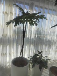 -HEYAN荷妍专业脱毛连锁机构