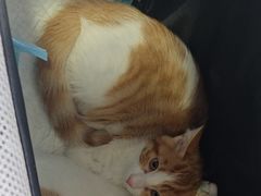 -瑞派福兴宠物医院犬猫全科·骨科·中西医结合(河东店)