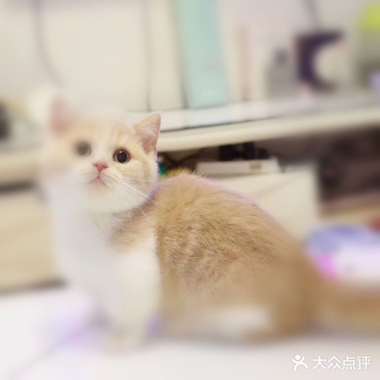 猫是比较爱干净的动物了
