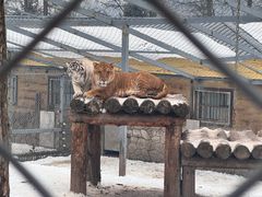 -横道河子东北虎林园