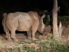 -清迈夜间动物园