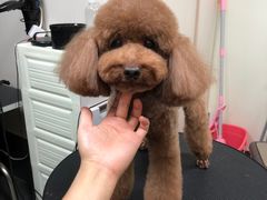 -小尾巴宠物店(万科·金域华庭店)