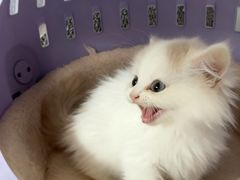 -伟伟宠物医院·瑞派猫友好医院·猫科(光谷店)