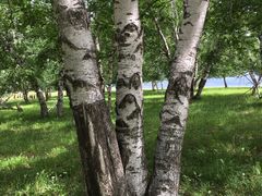 -塞罕坝国家级自然保护区