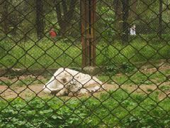 -合肥野生动物园