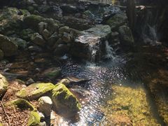 -牛背梁国家森林公园