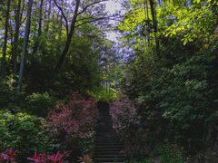 -镇龙山国家森林公园