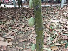 -歌斐颂巧克力小镇