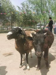 -上美四季动物农场