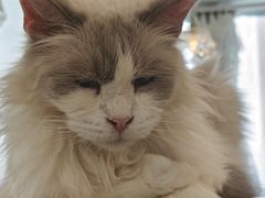 -共舞时光猫咖·狗咖(新街口店)