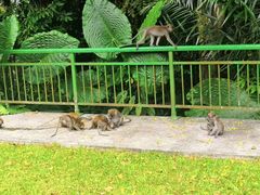 -武吉知马自然保护区