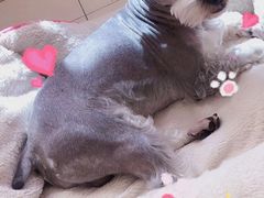 -安安宠医·安宠宠物医院