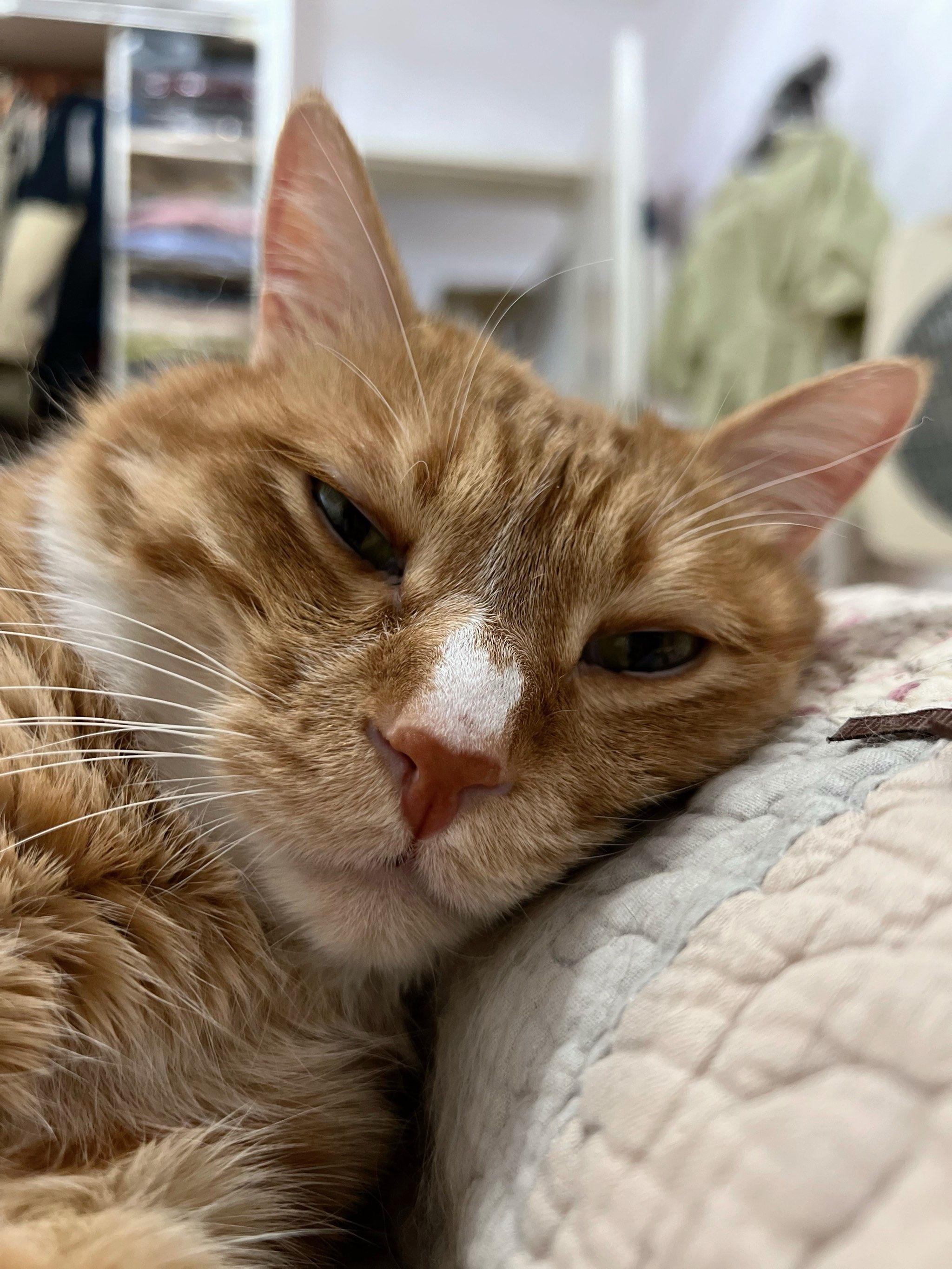 照顾病猫重点之一家属心态不能崩