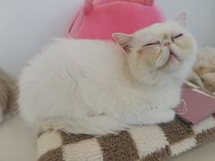 -怪兽屋·羊驼·猫咖·狗咖(俊华广场店)