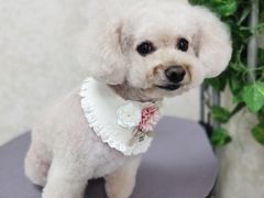 -乐琪宠物(青塔西路店)