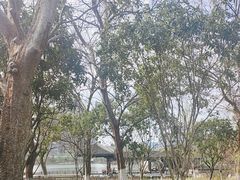 -洋湖国家湿地公园