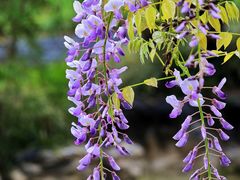 -上海吴淞炮台湾国家湿地公园