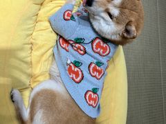 -逗柴咖啡屋·狗咖猫咖宠物桌游