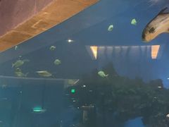 -海棠湾洲际-涛·海底餐厅·美人鱼·自助餐·海底隧道