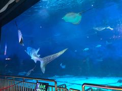 -烟台海昌鲸鲨海洋公园