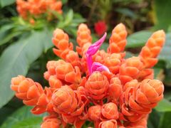 -中国科学院华南植物园