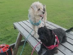 -宠福鑫康馨动物医院·骨科·眼科