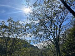 -大岭沟猕猴桃谷风景区