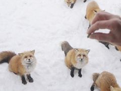 -宫城藏王狐狸村