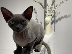 -琪喵猫屋·撸猫猫咖·猫舍