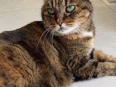 -关爱宠物医院·猫科中心·消化科(滨湖万达分院)