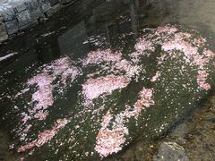 -奈良公园