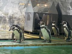 -北戴河圣蓝海洋公园