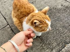 -西园寺素食(西园弄戒幢律寺店)